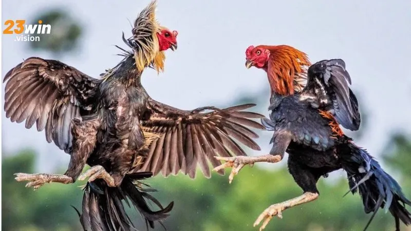 bắn gà 23win