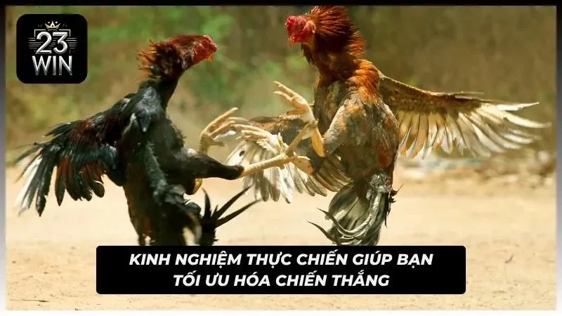 Những chuyên gia đang phân tích phong độ chiến kê trước giờ thi đấu chính thức