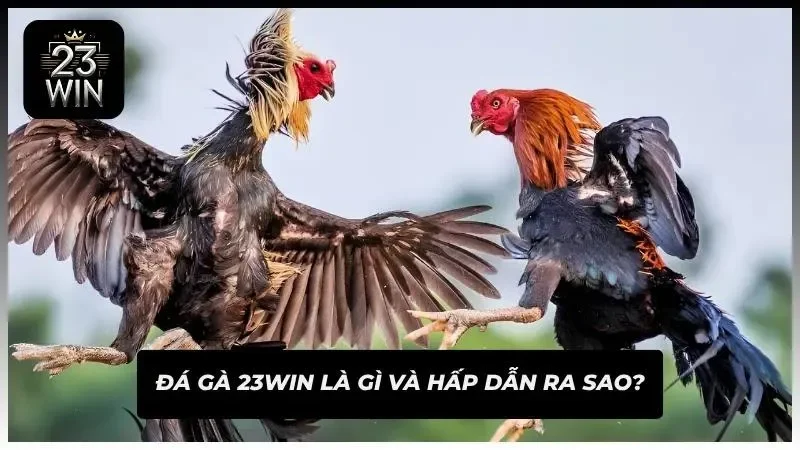 Các trận đấu diễn ra liên tục với nhịp độ theo dõi rất cuốn hút