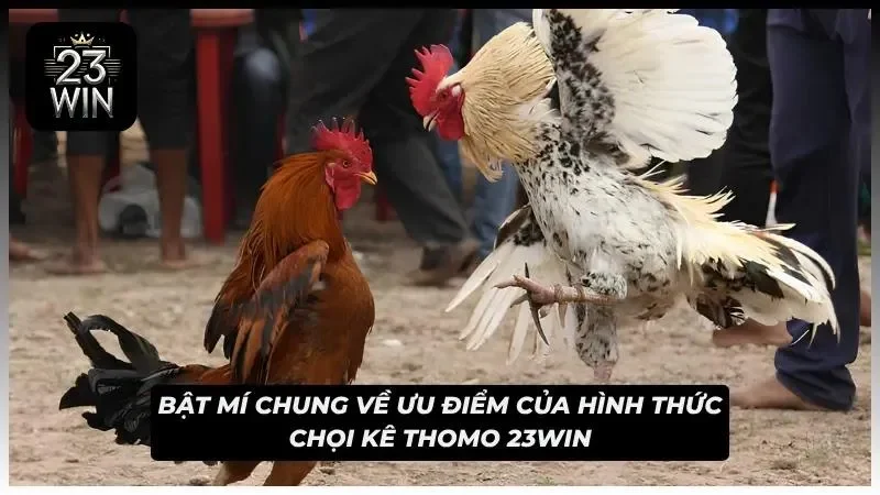 Ưu điểm của chọi kê Thomo