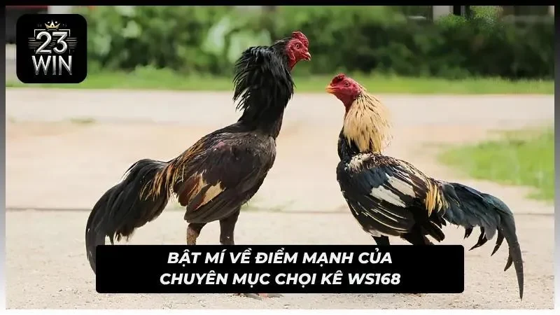 Ưu điểm của chuyên mục chọi kê