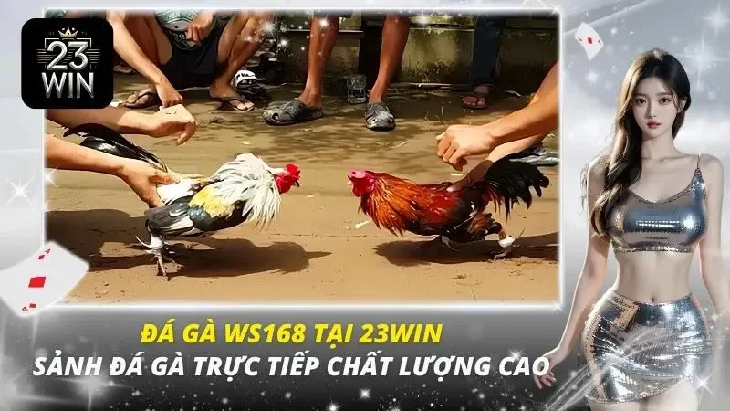 đá gà ws168